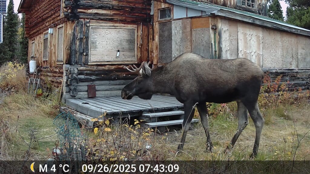 Elchbesuch kurz nach unserem Abflug