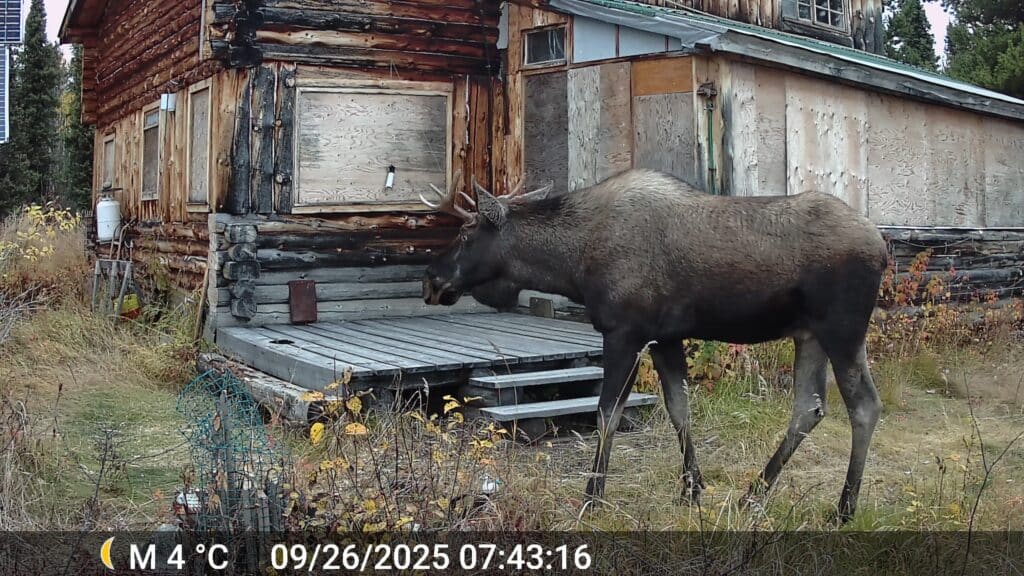 Elchbesuch kurz nach unserem Abflug