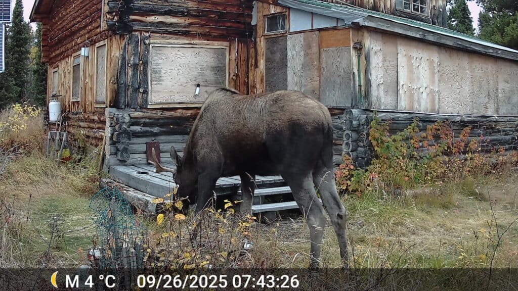 Elchbesuch kurz nach unserem Abflug