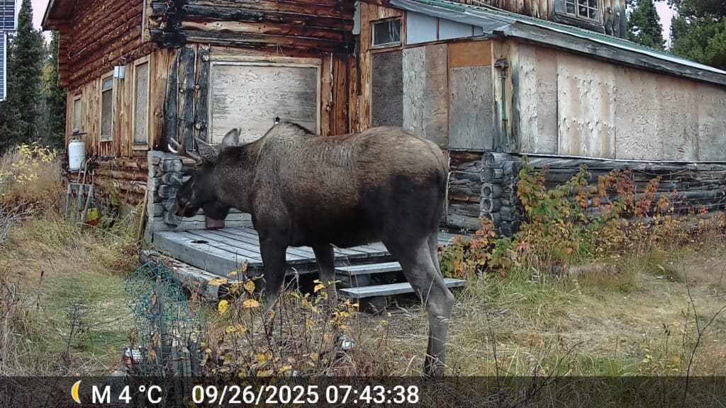 Elchbesuch kurz nach unserem Abflug