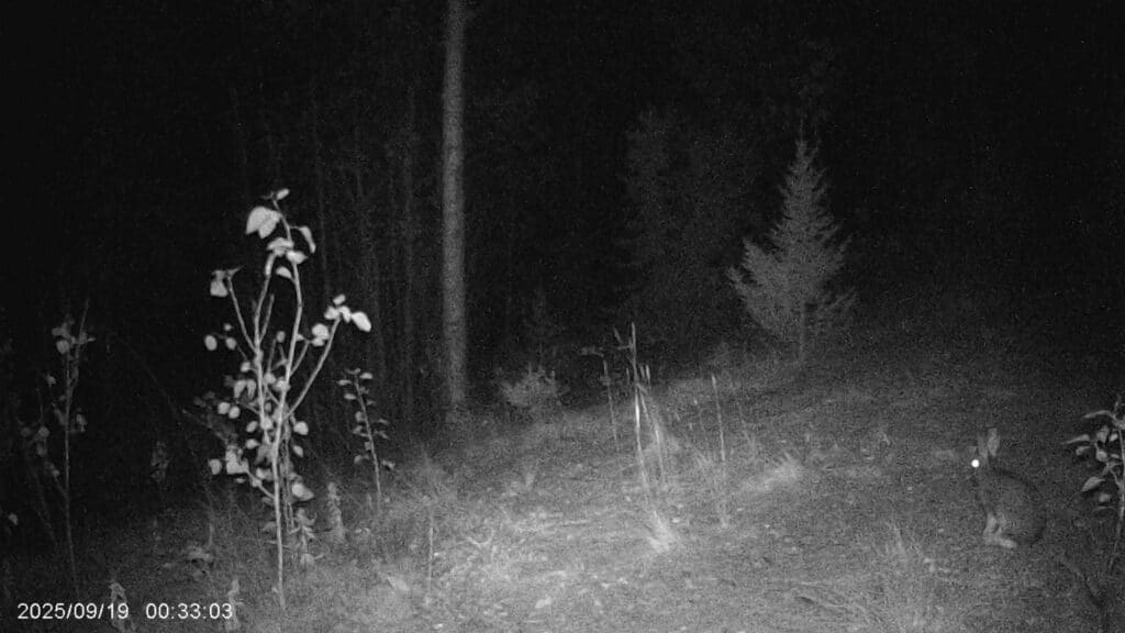 Das hauptsächlich nachtaktive Hasi (Bild stellvertretend für hunderte von dem Kerl)