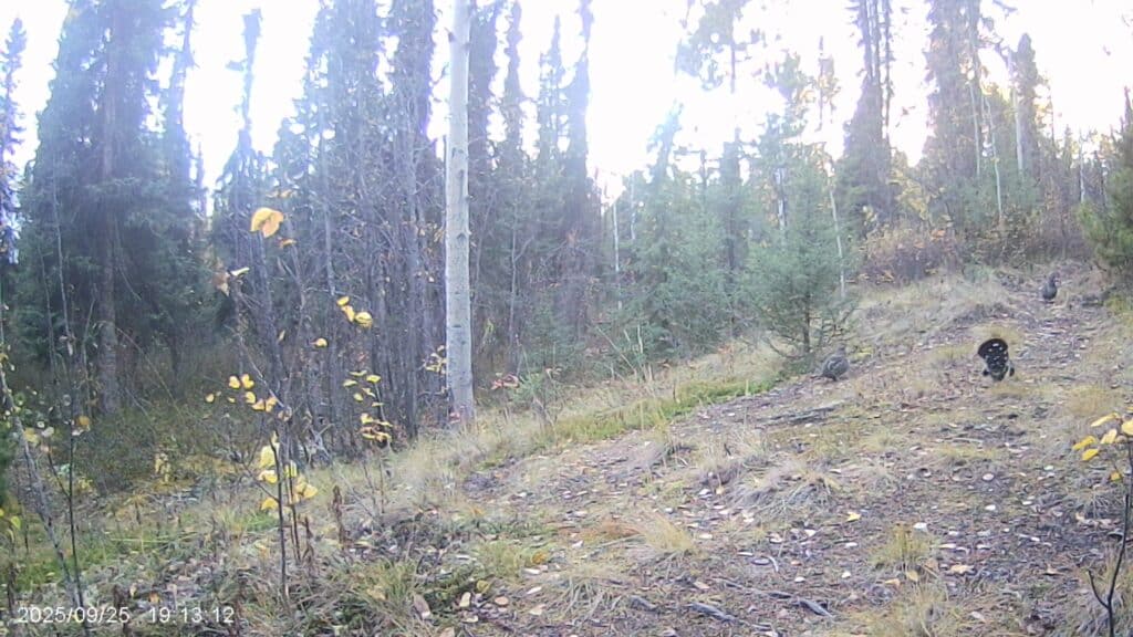 Die Rebhühner waren auch wieder kurz da