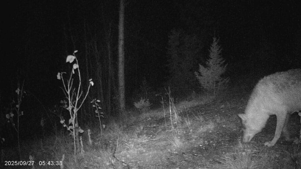 Und wieder Wolfsbesuch