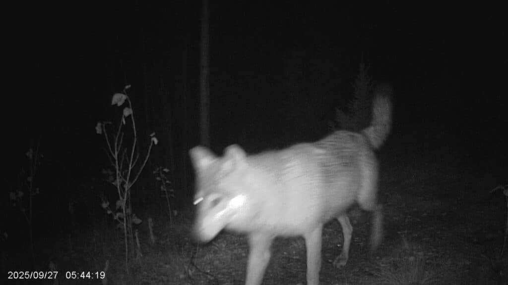 Und wieder Wolfsbesuch