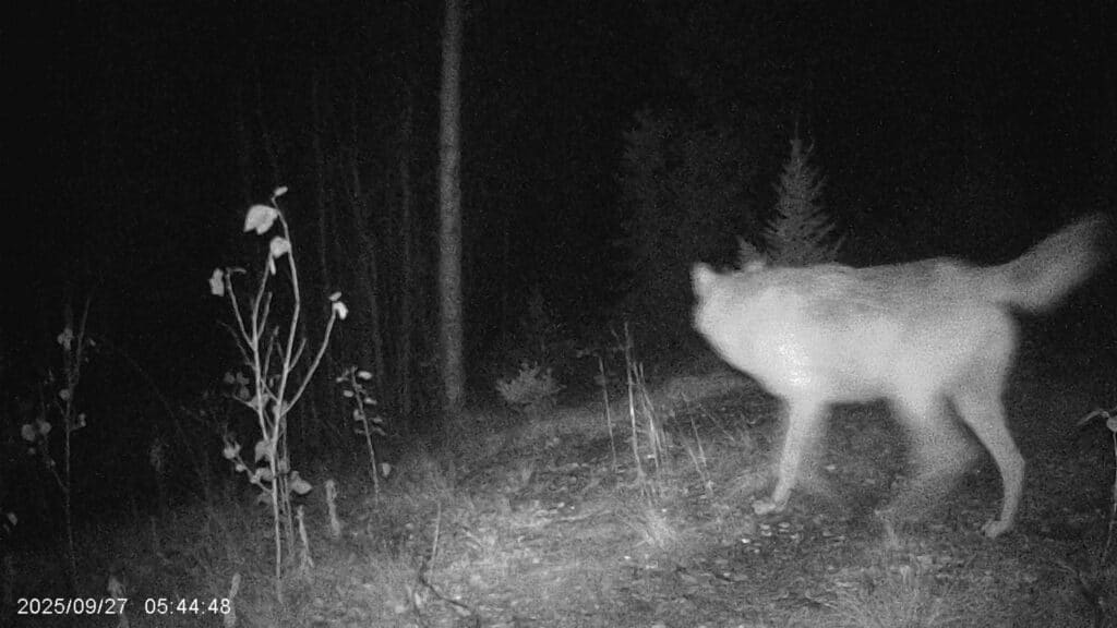 Und wieder Wolfsbesuch