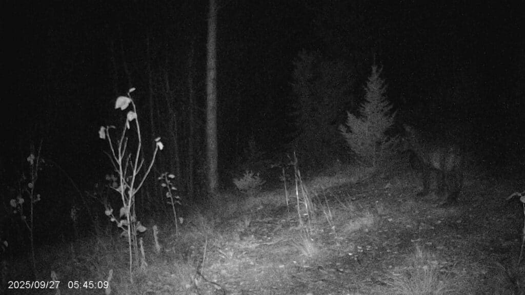 Und wieder Wolfsbesuch