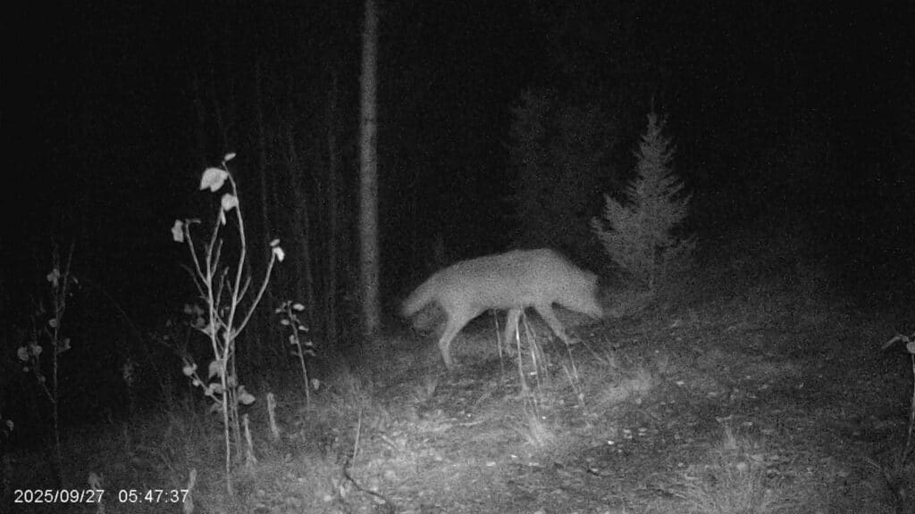 Und wieder Wolfsbesuch