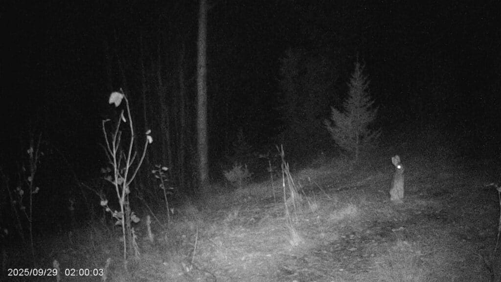 Das hauptsächlich nachtaktive Hasi (Bild stellvertretend für hunderte von dem Kerl)