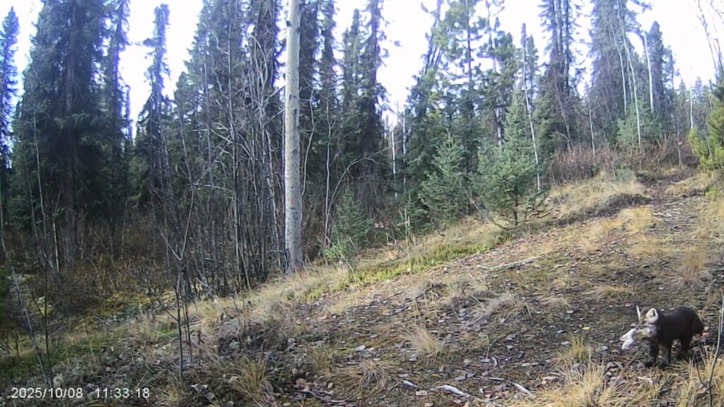 Der kleine Marder hat sich einen Happen geschnappt