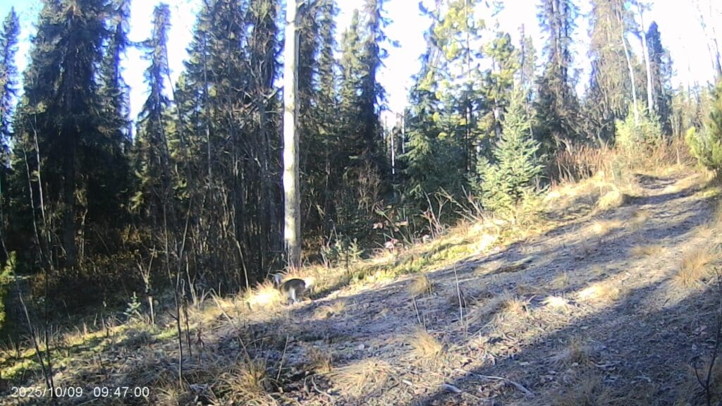 Der Hase eilt davon...