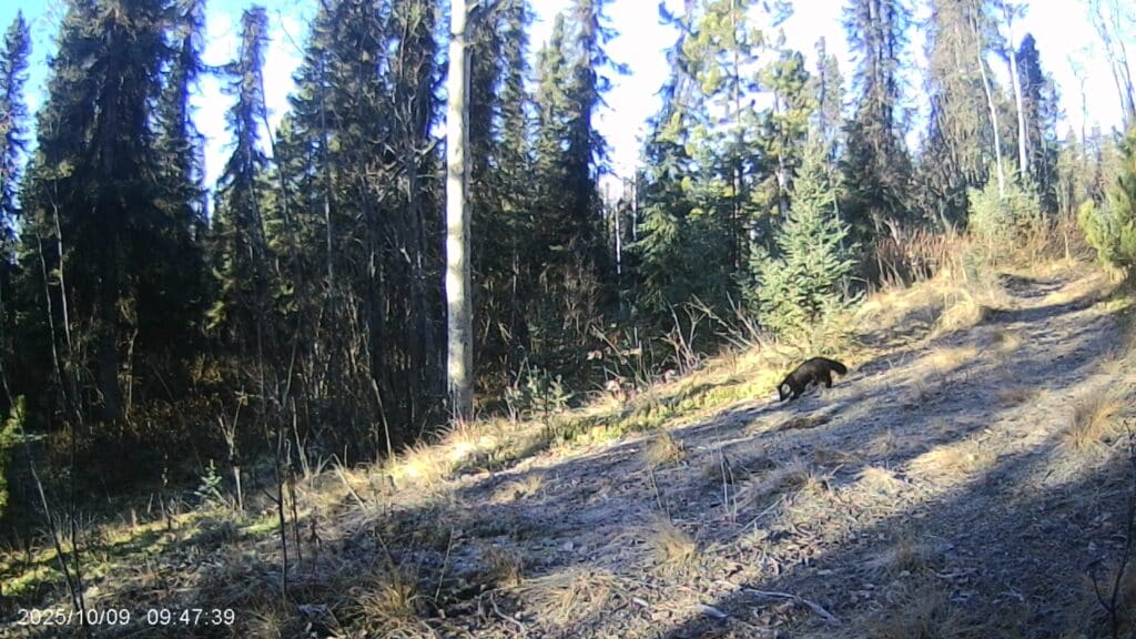 ... und 39 Sekunden später der Marder hinterher!