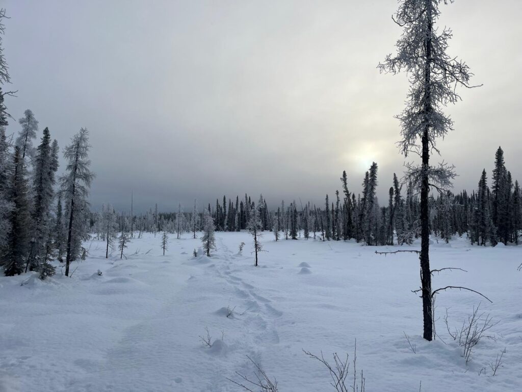 Der Sumpf verliert im Winter seinen Schrecken