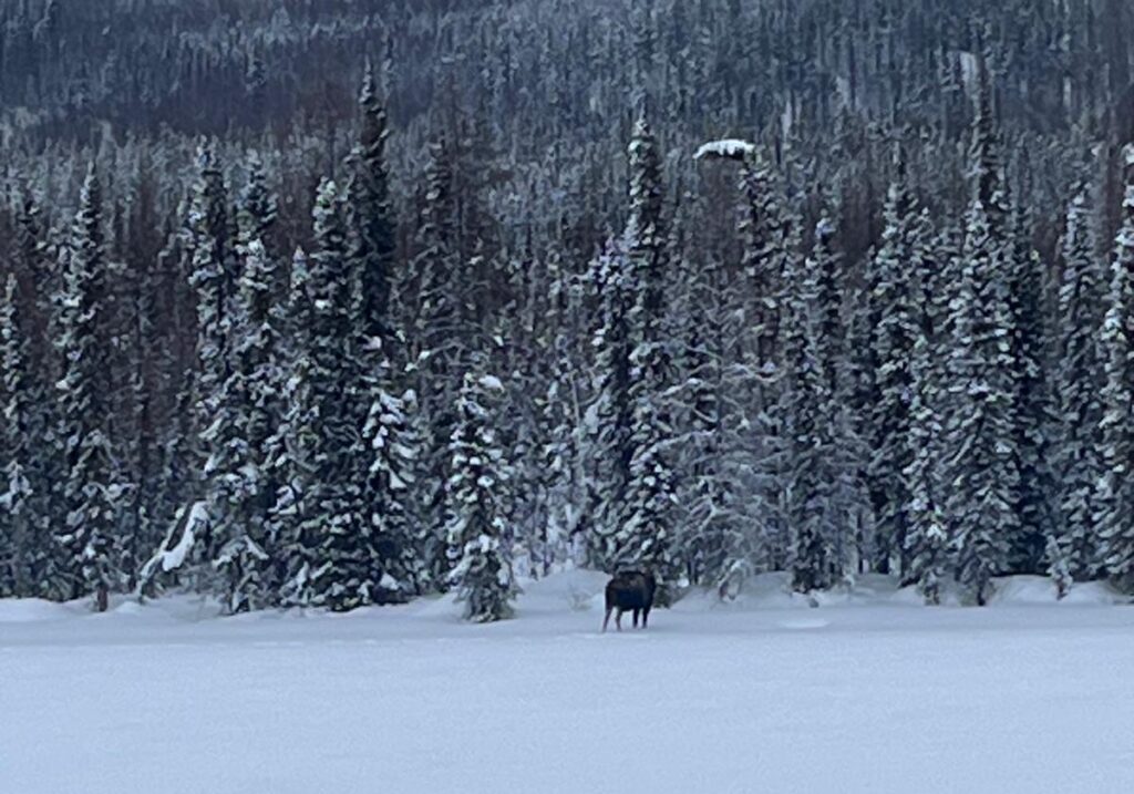 Und wieder ein einsamer Elch am See