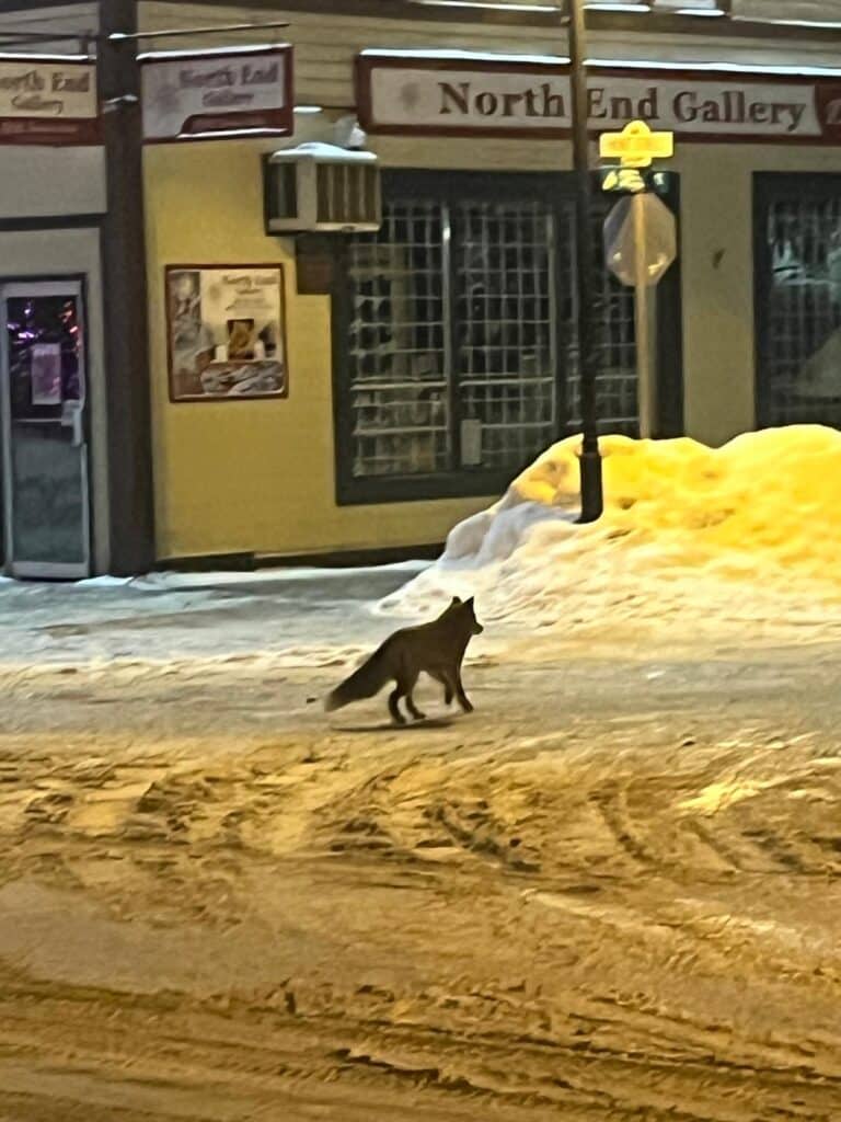 Ein Füchsli in Whitehorse Downtown